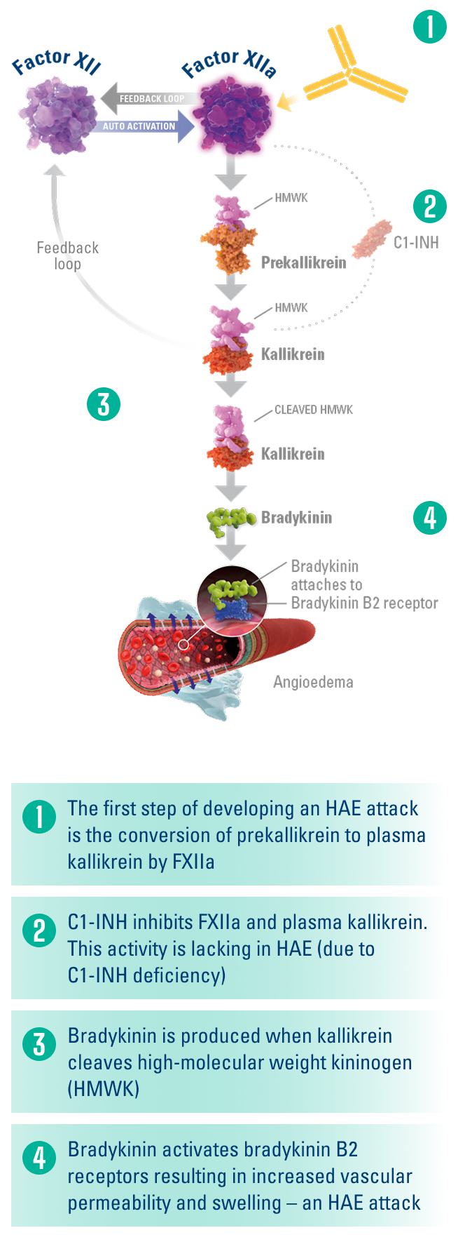 Image of simplified HAE biochemical pathway